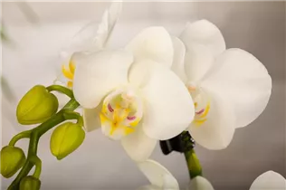 Phalaenopsis 'Kolibri' - Schmetterlingsorchidee 'Kolibri' Phalaenopsis 'Kolibri' - Schmetterlingsorchidee 'Kolibri'