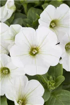 Petunia, weiß - Petunie, weiß Petunia, weiß - Petunie, weiß