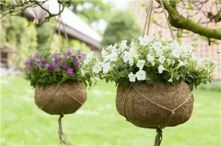 Petunia, weiß - Petunie, weiß Petunia, weiß - Petunie, weiß