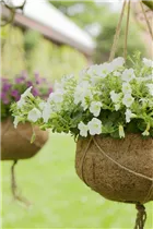 Petunia, weiß - Petunie, weiß Petunia, weiß - Petunie, weiß
