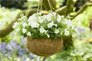 Petunia, weiß - Petunie, weiß Petunia, weiß - Petunie, weiß