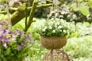 Petunia, weiß - Petunie, weiß Petunia, weiß - Petunie, weiß