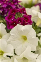 Petunia, weiß - Petunie, weiß Petunia, weiß - Petunie, weiß