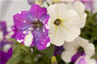 Petunia, weiß - Petunie, weiß Petunia, weiß - Petunie, weiß