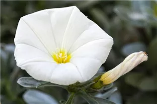 Petunia, weiß - Petunie, weiß Petunia, weiß - Petunie, weiß