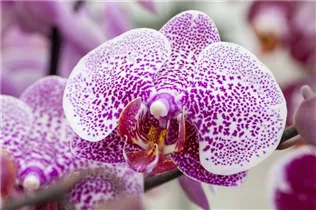 Phalaenopsis 'Laila' - Schmetterlingsorchidee Phalaenopsis 'Laila' - Schmetterlingsorchidee