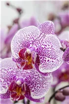 Phalaenopsis 'Laila' - Schmetterlingsorchidee Phalaenopsis 'Laila' - Schmetterlingsorchidee