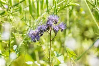 Phacelia tanacetifolia - Rainfarn-Phazelie