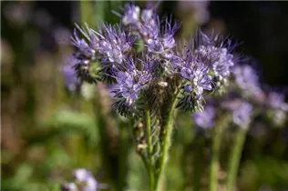 Phacelia tanacetifolia - Rainfarn-Phazelie