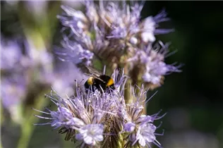 Phacelia tanacetifolia - Rainfarn-Phazelie