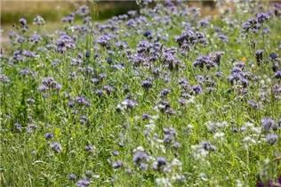 Phacelia tanacetifolia - Rainfarn-Phazelie