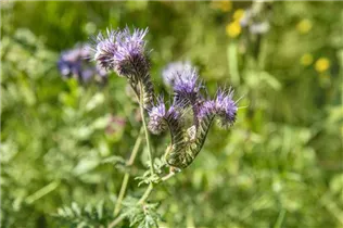 Phacelia tanacetifolia - Rainfarn-Phazelie