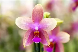 Phalaenopsis 'Liodoro'® - Schmetterlingsorchidee Phalaenopsis 'Liodoro'® - Schmetterlingsorchidee