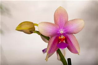 Phalaenopsis 'Liodoro'® - Schmetterlingsorchidee Phalaenopsis 'Liodoro'® - Schmetterlingsorchidee