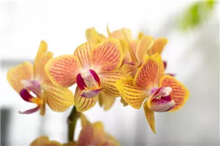 Phalaenopsis 'Little Lady' - Mini-Schmetterlingsorchidee 'Little Lady'