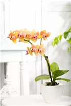 Phalaenopsis 'Little Lady' - Mini-Schmetterlingsorchidee 'Little Lady'