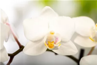 Phalaenopsis 'Little Lady' - Mini-Schmetterlingsorchidee 'Little Lady'