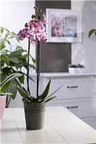 Phalaenopsis 'Magic Art' - Schmetterlingsorchidee 'Magic Art'