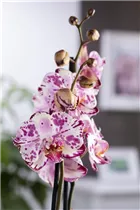 Phalaenopsis 'Magic Art' - Schmetterlingsorchidee 'Magic Art'