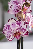 Phalaenopsis 'Magic Art' - Schmetterlingsorchidee 'Magic Art'