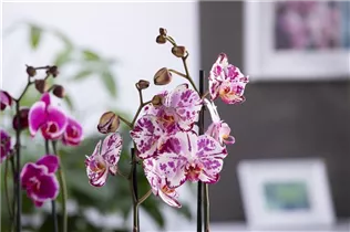 Phalaenopsis 'Magic Art' - Schmetterlingsorchidee 'Magic Art'