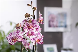 Phalaenopsis 'Magic Art' - Schmetterlingsorchidee 'Magic Art'