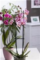 Phalaenopsis 'Magic Art' - Schmetterlingsorchidee 'Magic Art'