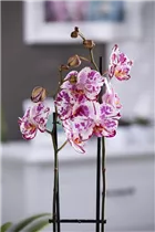 Phalaenopsis 'Magic Art' - Schmetterlingsorchidee 'Magic Art'