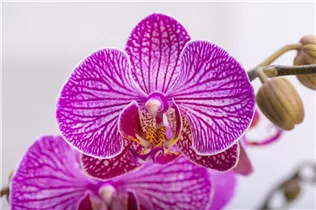 Phalaenopsis 'Andorra' - Schmetterlingsorchidee 'Andorra'