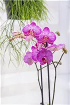 Phalaenopsis 'Andorra' - Schmetterlingsorchidee 'Andorra'