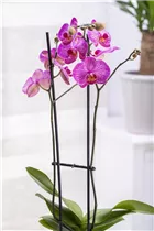 Phalaenopsis 'Andorra' - Schmetterlingsorchidee 'Andorra'