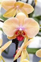 Phalaenopsis 'Mandarin Mix' - Phalaenopsis 'Mandarin Mix'