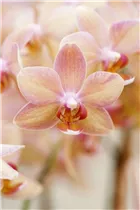 Phalaenopsis 'Sarah' - Schmetterlingsorchidee