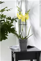 Phalaenopsis 'Mandarin Mix' - Phalaenopsis 'Mandarin Mix'