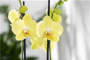 Phalaenopsis 'Mandarin Mix' - Phalaenopsis 'Mandarin Mix'