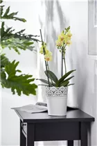 Phalaenopsis 'Mandarin Mix' - Phalaenopsis 'Mandarin Mix'