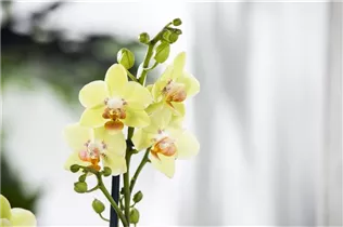Phalaenopsis 'Mandarin Mix' - Phalaenopsis 'Mandarin Mix'