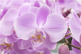 Phalaenopsis 'Aquilo'® - Schmetterlingsorchidee