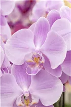 Phalaenopsis 'Aquilo'® - Schmetterlingsorchidee