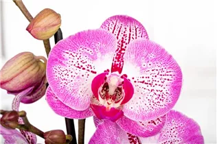 Phalaenopsis 'Melody' - Schmetterlingsorchidee 'Melody'
