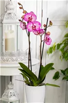 Phalaenopsis 'Melody' - Schmetterlingsorchidee 'Melody'