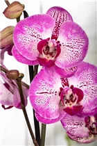 Phalaenopsis 'Melody' - Schmetterlingsorchidee 'Melody'