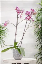 Phalaenopsis 'Asian Pearl' - Schmetterlingsorchidee 'Asian Pearl'