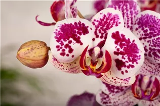 Phalaenopsis 'Asian Pearl' - Schmetterlingsorchidee 'Asian Pearl'