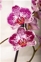 Phalaenopsis 'Asian Pearl' - Schmetterlingsorchidee 'Asian Pearl'