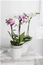 Phalaenopsis Midi - Midi-Schmetterlingsorchidee