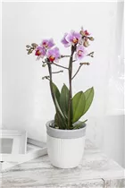 Phalaenopsis Midi - Midi-Schmetterlingsorchidee
