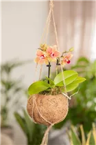 Phalaenopsis Midi - Midi-Schmetterlingsorchidee