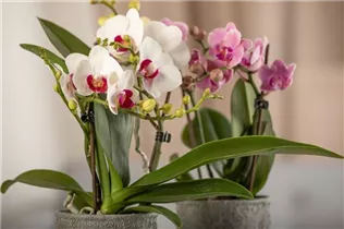 Phalaenopsis Midi - Midi-Schmetterlingsorchidee