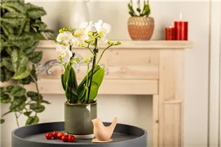 Phalaenopsis Midi - Midi-Schmetterlingsorchidee